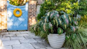 Colocasia Variety From PlantHaven Nabs National Award