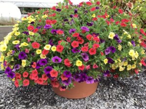 Combination MixMasters Conga Line (Ball FloraPlant)