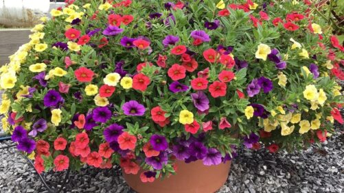 Top Performers From The Penn State Flower Trials