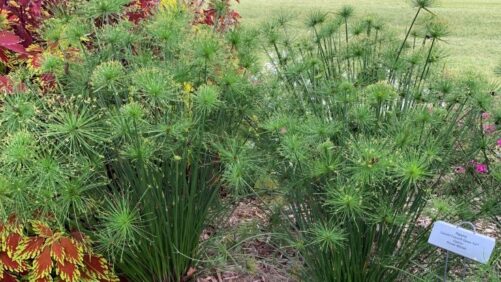 Top Performers and Other Favorites From Cornell Summer Plant Trials