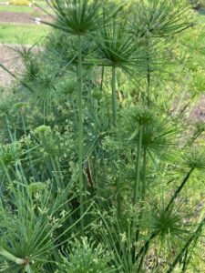 Cyperus papyrus 'Graceful Grasses Queen Tut' (Proven Winners)