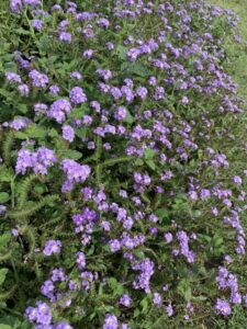 Heliotropium ‘Augusta Lavender’ (Proven Winners)