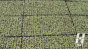 What Comes First Matters – Greenhouse Propagation with Dr. Aaron Palmateer