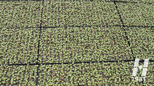 Harrell’s Names 2022 Sales Professionals of the Year