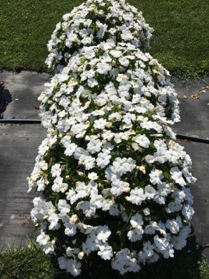 Impatiens 'SunPatiens Compact Classic White' (Sakata Ornamentals)