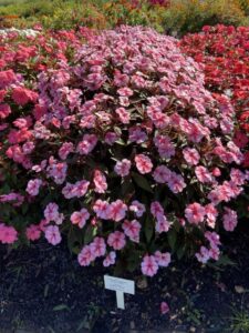 Impatiens 'SunPatiens Vigorous Peach Candy' (Ball Seed)