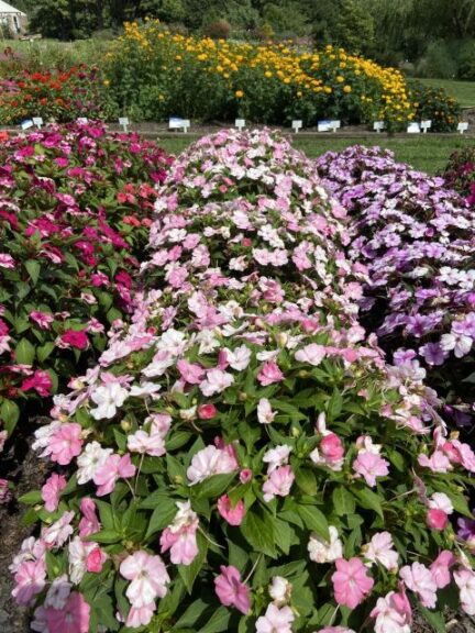 Impatiens 'SunPatiens Vigorous Pretty Pink' (Ball Seed)
