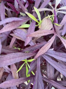 Ipomoea 'Illusion Penny Lace' (Proven Winners)