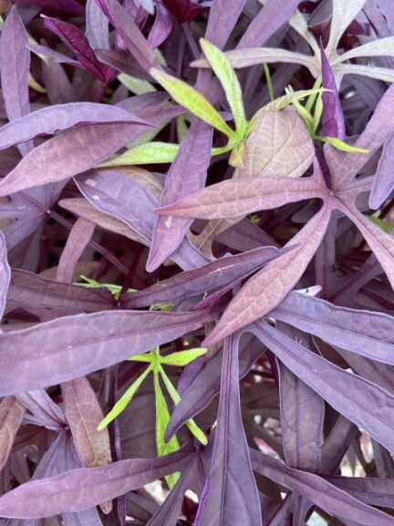 Ipomoea 'Illusion Penny Lace' (Proven Winners)