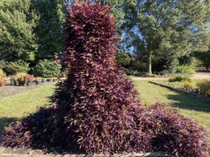 Ipomoea 'Sweet Caroline Upside Black Coffee' (Proven Winners)