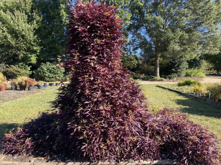 Ipomoea 'Sweet Caroline Upside Black Coffee' (Proven Winners)