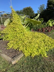 Ipomoea 'Sweet Caroline Upside Key Lime' (Proven Winners)