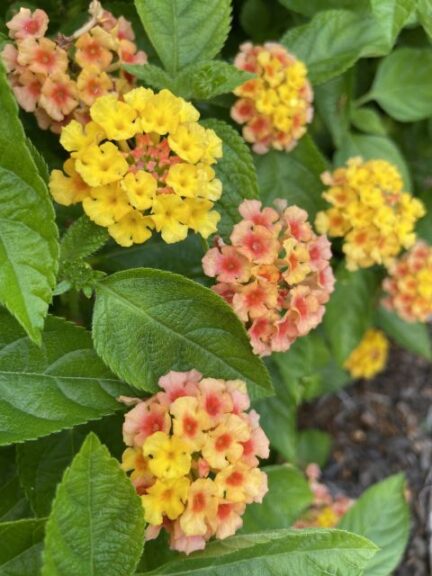 Lantana 'Luscious Basket Tangelo' (Proven Winners)