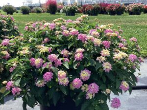 Lantana 'SunDance Pink' (Sakata Ornamentals)