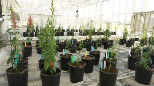 Reducing Fertilizer Use With Biostimulants