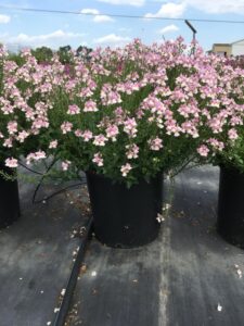 Nemesia 'Aromance Pink' (Proven Winners)