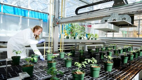 Three Ways Vineland Is Innovating the World of Horticulture
