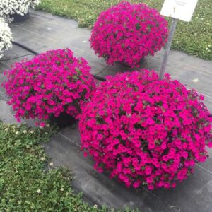 Petunia 'Itsy Magenta' (Syngenta Flowers)