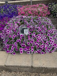 Petunia 'Red Carpet RIMarkable' (Danziger)