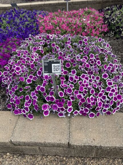 Petunia 'Red Carpet RIMarkable' (Danziger)