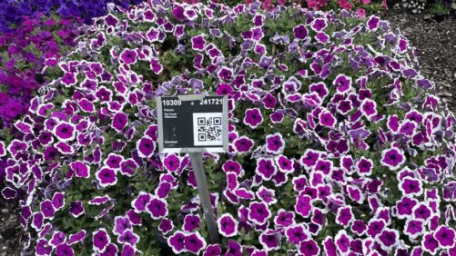 New Plant Categories Stand Out at Metrolina 2022 Plant Trials