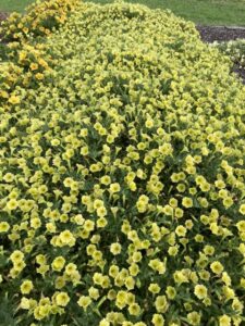 Petunia 'Supertunia Mini Vista Yellow' (Proven Winners)