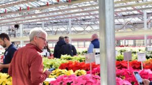 Plantpeddler Poinsettia Variety Day to Feature 160+ Varieties