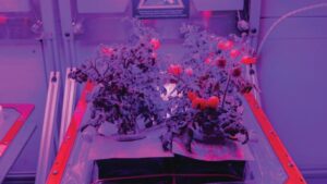 NASA Exploring Tomato Production on the International Space Station