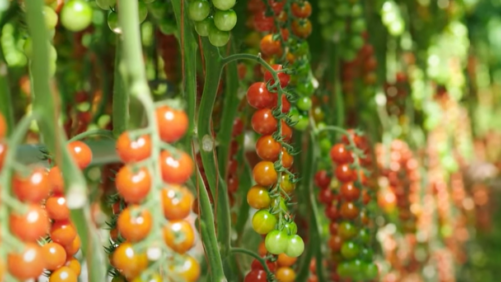 More New ToBRFV-Resistant Varieties on the Way