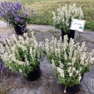 Salvia 'Sallyfun Pure White' (Danziger)