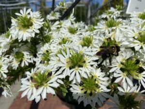 Scaevola 'Surdiva White Improved' (Suntory Flowers)