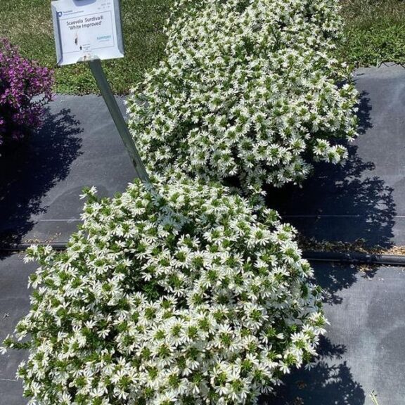 Scaevola 'Surdiva White' (Suntory Flowers)
