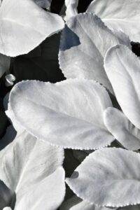 Senecio ‘Angel Wings (Concept Plants)