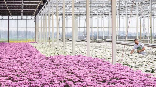Floriexpo, Floral Marketing Fund Partner to Advance Industry Innovation and Research