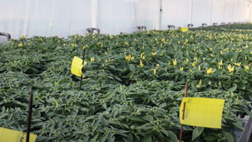 Expert Advice on How to Best Use Yellow Sticky Cards for Greenhouse Pest Detection