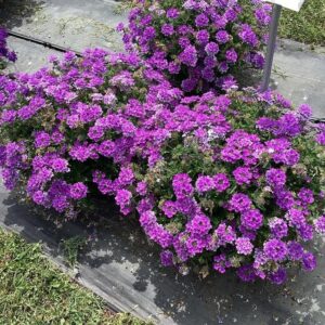 Verbena 'EnduraScape Blue' (Ball FloraPlant)