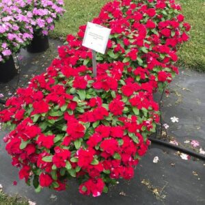 Vinca 'Volcano Burgundy' (Cerny Seed)