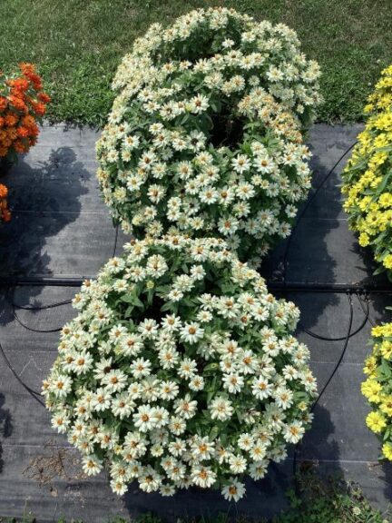 Zinnia 'Double Belize Double White' (American Takii)