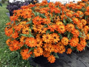 Zinnia 'Double Profusion Fire' (Sakata Ornamentals)