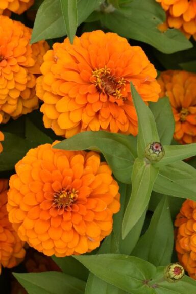 Zinnia 'Magellan Orange' (Syngenta Flowers)