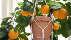 Top 5 Home and Garden Trends for 2023 Include Tropicals, Mini Meadows