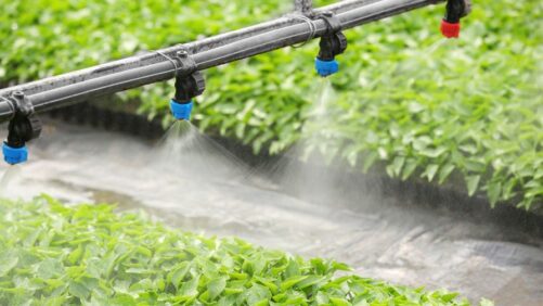 What Are the Impacts of Using Reclaimed Irrigation Water on Fertilizers?