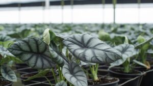 Houseplants Update: Consumers to Keep Indoor Jungles with Lower Price Point