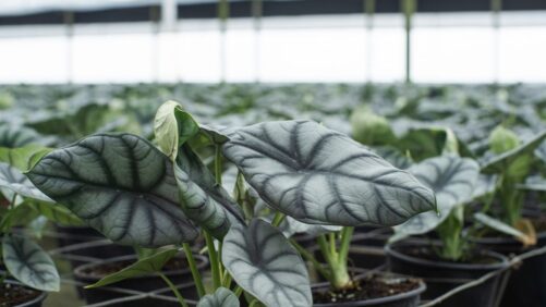 Houseplants Update: Consumers to Keep Indoor Jungles with Lower Price Point