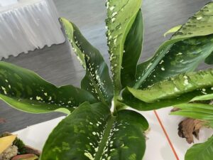 Dieffenbachia ‘Crocodile’ (Aroid Greenhouses, Southwest Ranches, FL)