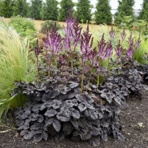 Perennial: Astilbe ‘Dark Side of the Moon’ (Walters Gardens)