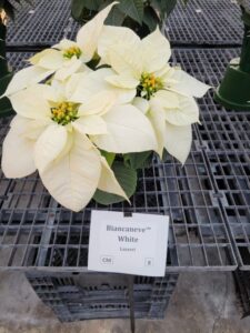 Biancaneve White (Lazzeri)