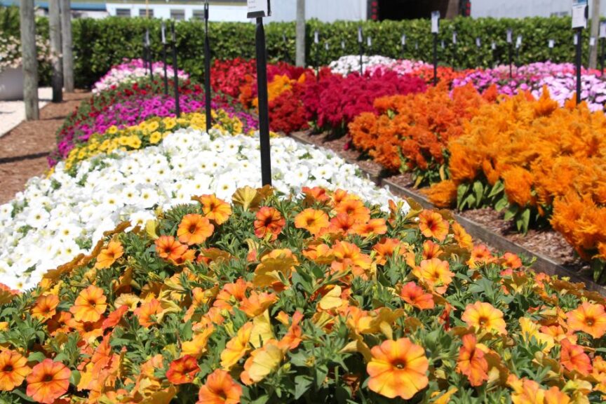 Allan Armitage on the Top Floriculture Industry Trends for 2023