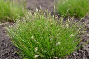 Carex albicans (White-Tinge Sedge)