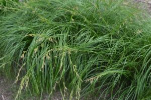 Carex cherokeensis (Cherokee Sedge)